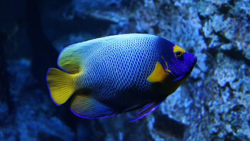Nowe gatunki odkryte w głębinach Oceanu Spokojnego